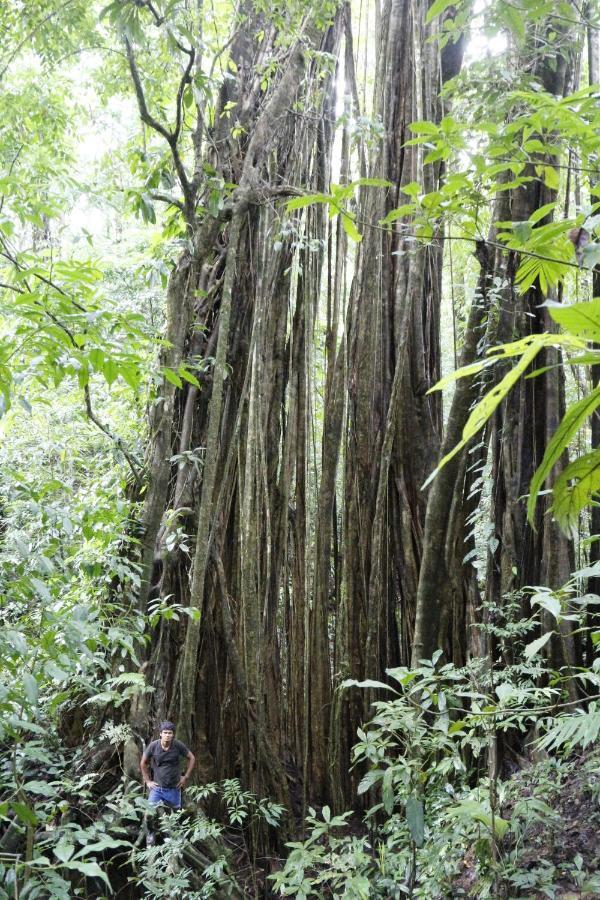 Finca Sueno De Osa Puerto Jimenez Bagian luar foto