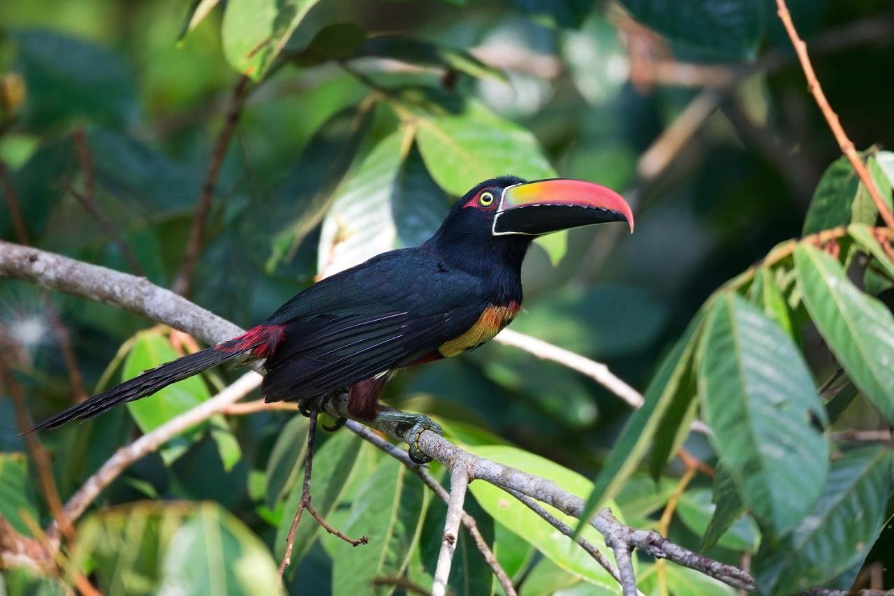 Finca Sueno De Osa Puerto Jimenez Bagian luar foto